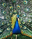 National bird - Peacock
